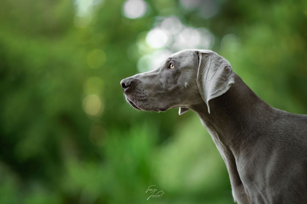 CH. The reign of asgard De L'Ambre d'Espoir Des Hdf