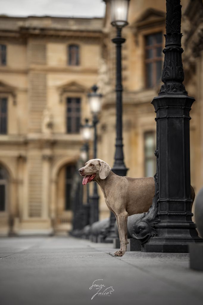 CH. Pharell De L'Ambre d'Espoir Des Hdf