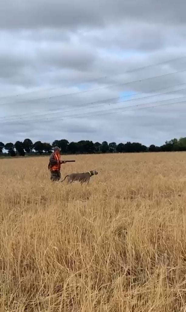CH. Pharell De L'Ambre d'Espoir Des Hdf