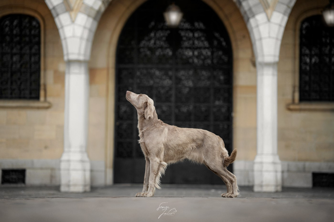 CH. Reva De L'Ambre d'Espoir Des Hdf