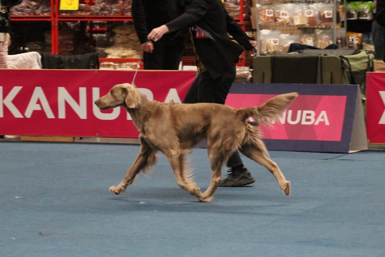 CH. Reva De L'Ambre d'Espoir Des Hdf