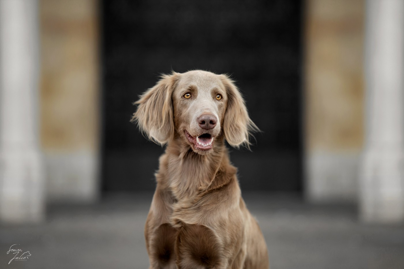 CH. Reva De L'Ambre d'Espoir Des Hdf