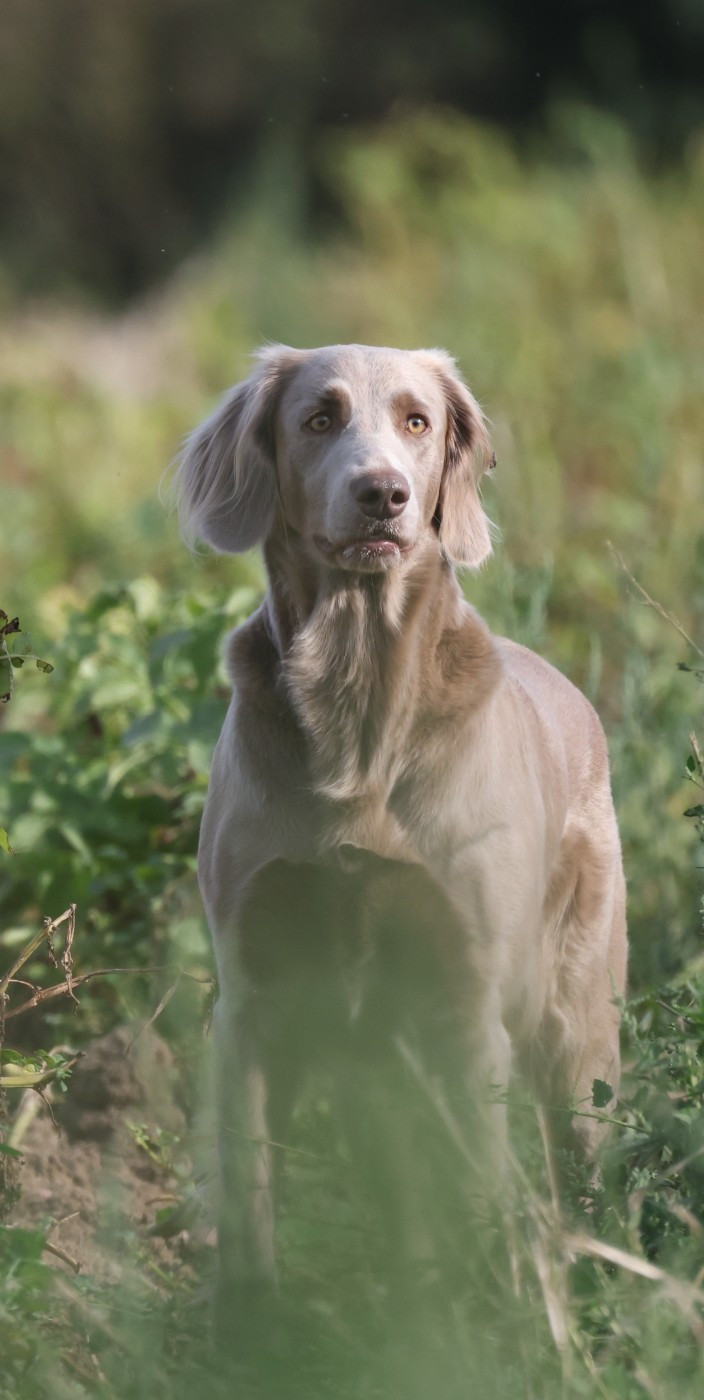 CH. Reva De L'Ambre d'Espoir Des Hdf