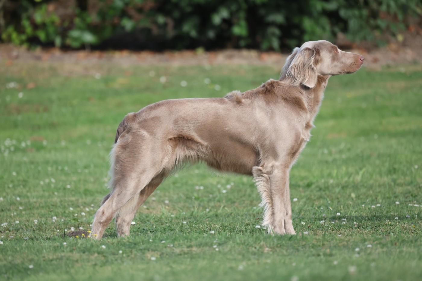 CH. Reva De L'Ambre d'Espoir Des Hdf