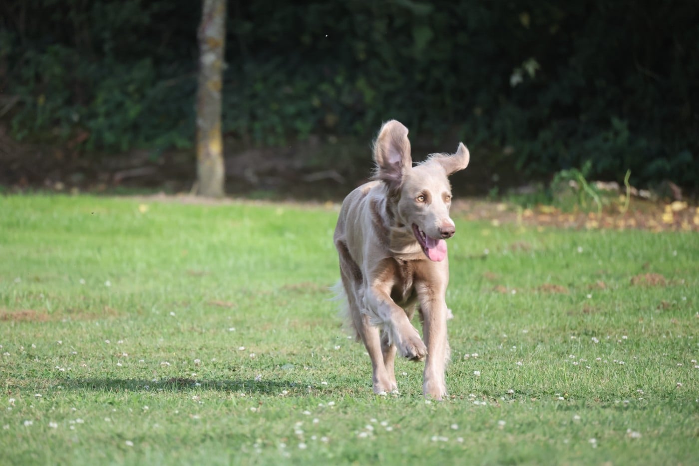 CH. Reva De L'Ambre d'Espoir Des Hdf