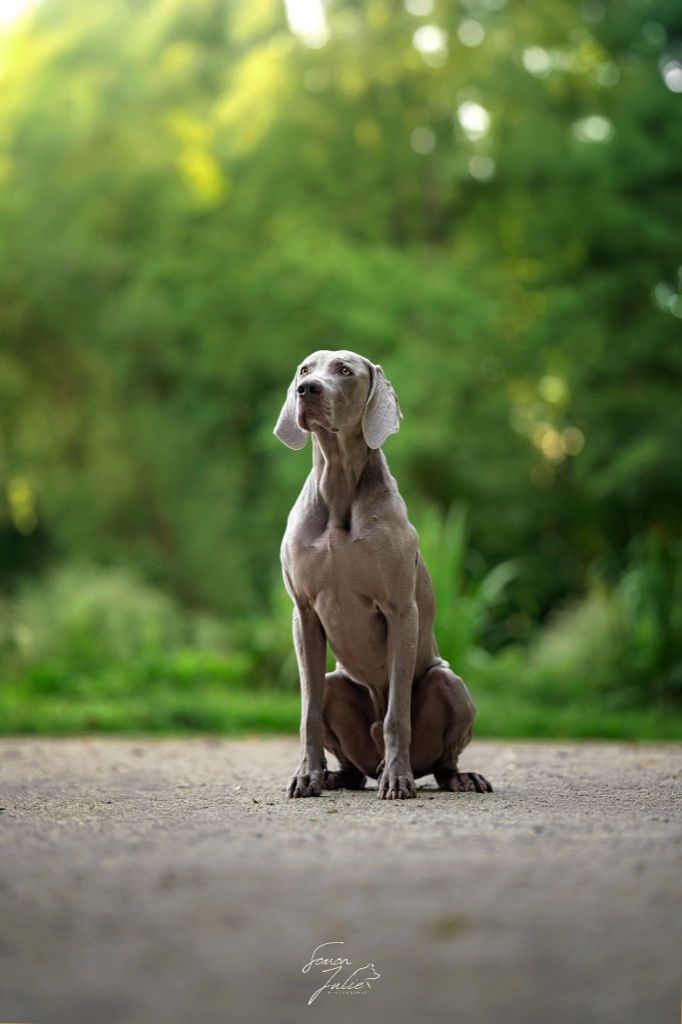 CH. The reign of asgard De L'Ambre d'Espoir Des Hdf