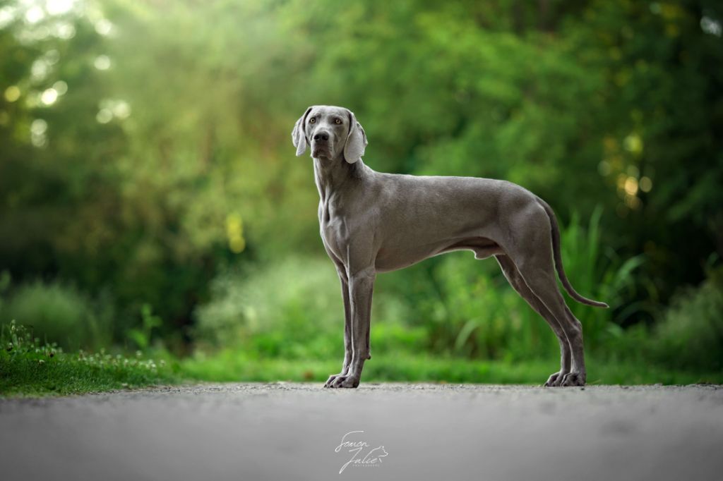 CH. The reign of asgard De L'Ambre d'Espoir Des Hdf