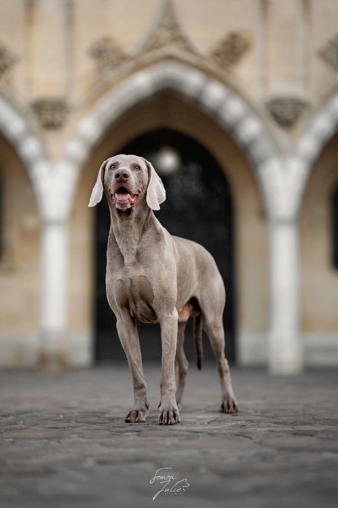 CH. Pharell De L'Ambre d'Espoir Des Hdf