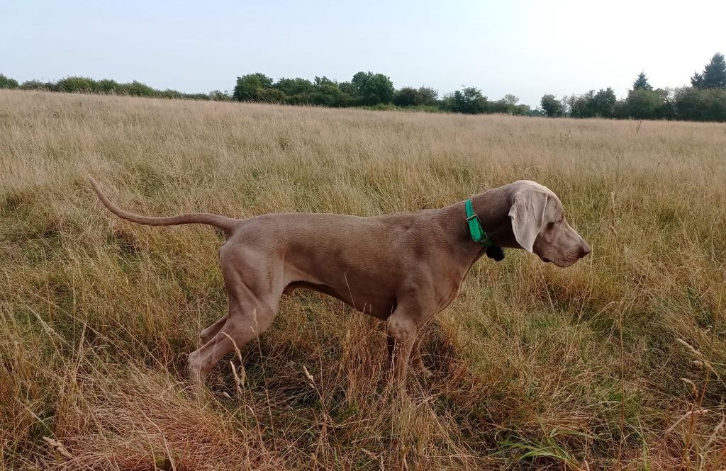 CH. The reign of asgard De L'Ambre d'Espoir Des Hdf