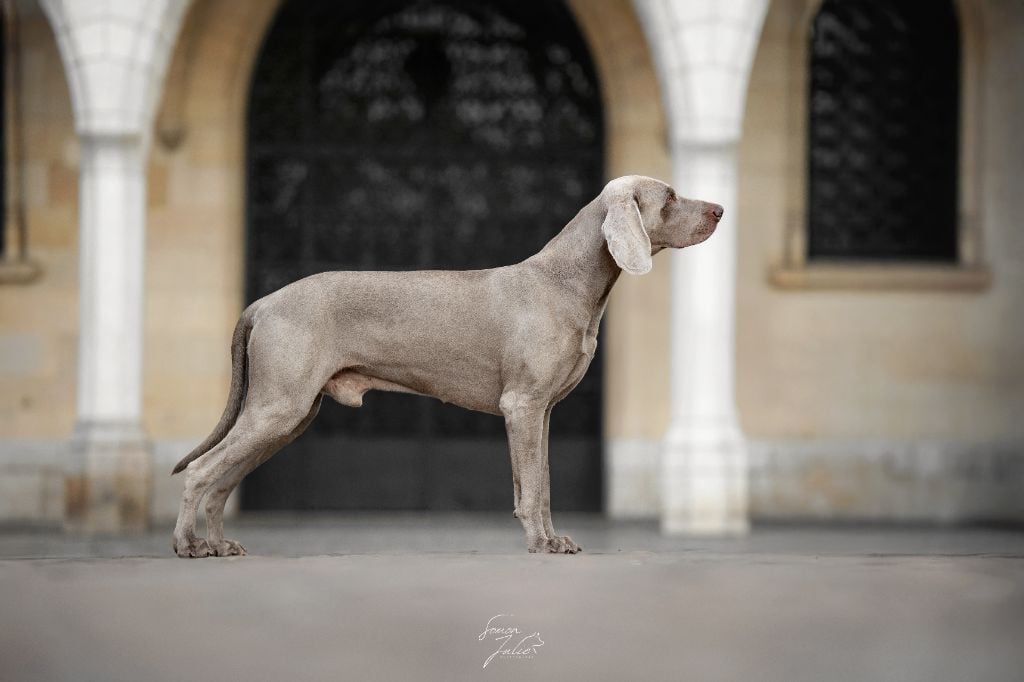 CH. Pharell De L'Ambre d'Espoir Des Hdf