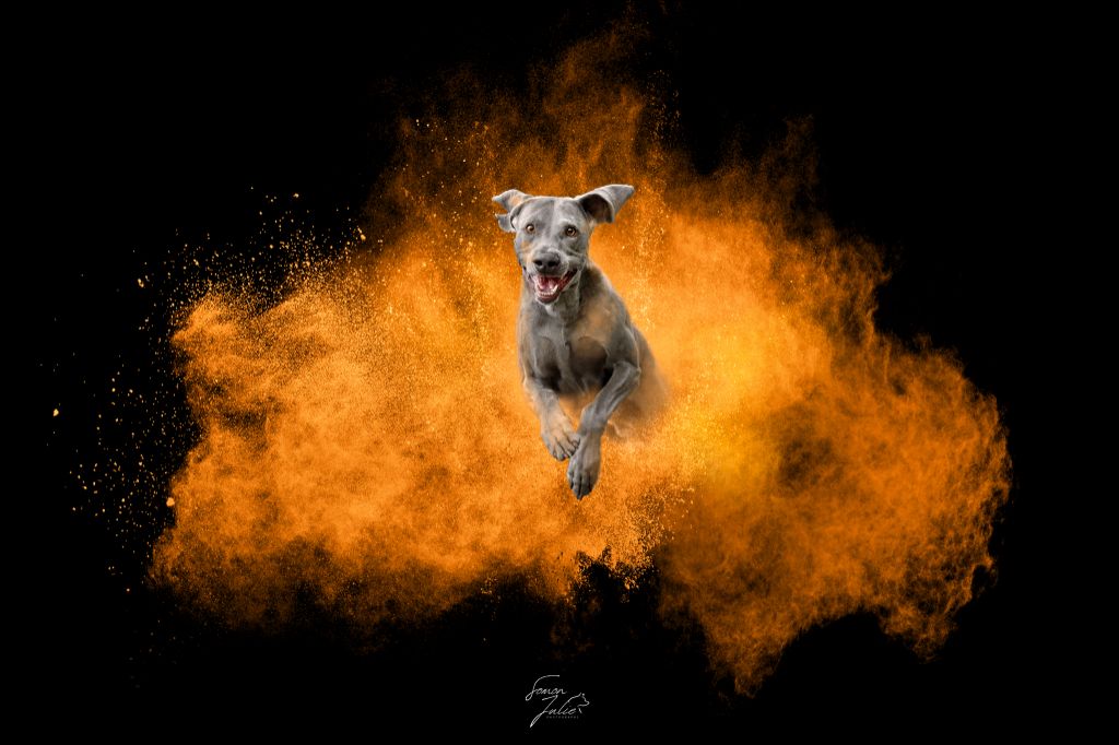 CH. Pharell De L'Ambre d'Espoir Des Hdf