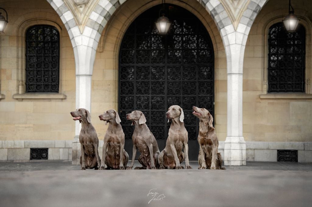 CH. Pharell De L'Ambre d'Espoir Des Hdf