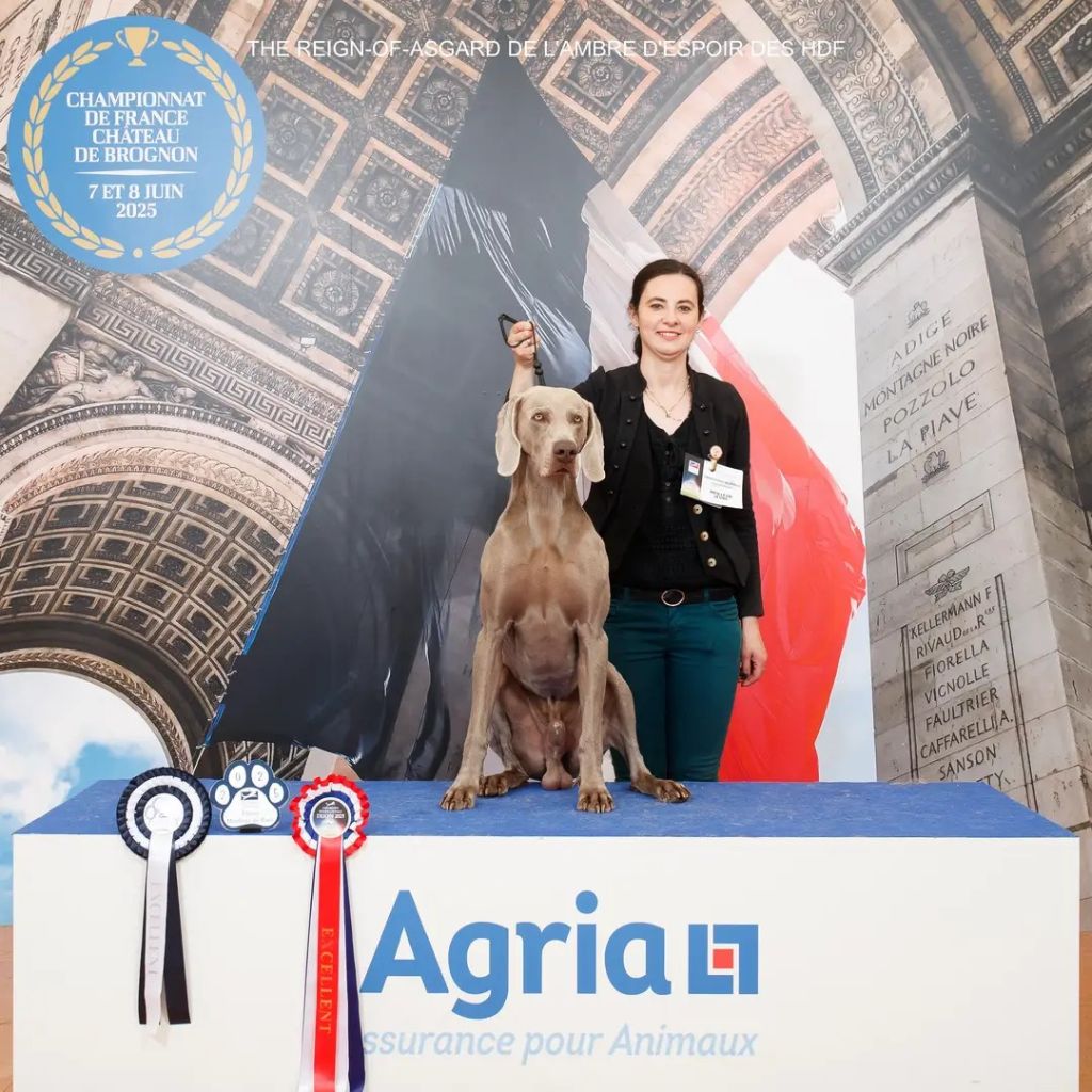 CH. The reign of asgard De L'Ambre d'Espoir Des Hdf