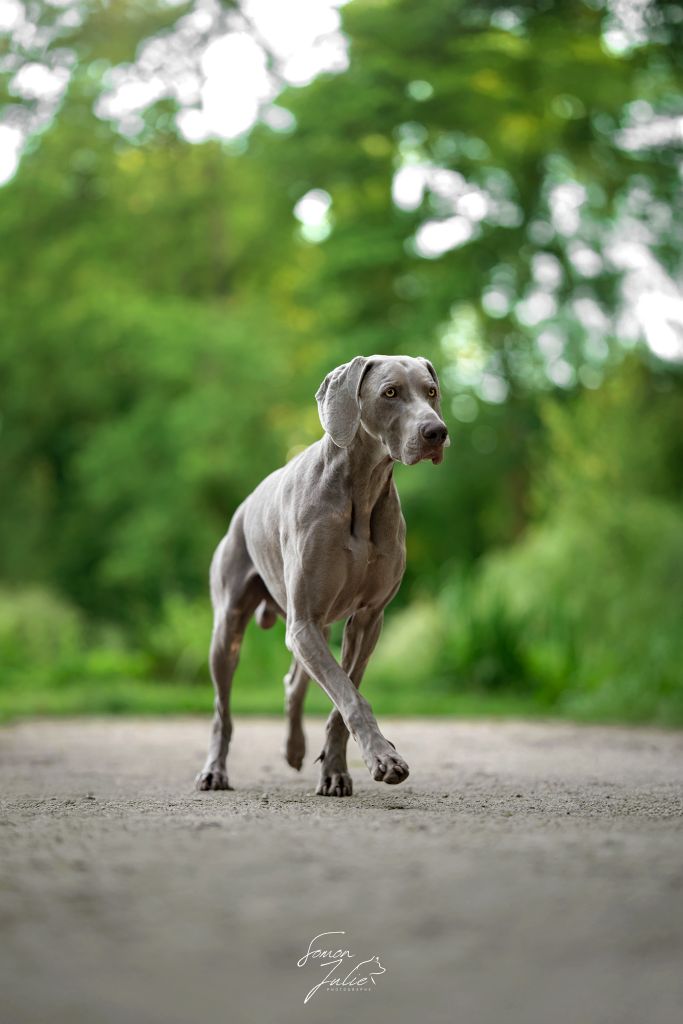 CH. The reign of asgard De L'Ambre d'Espoir Des Hdf