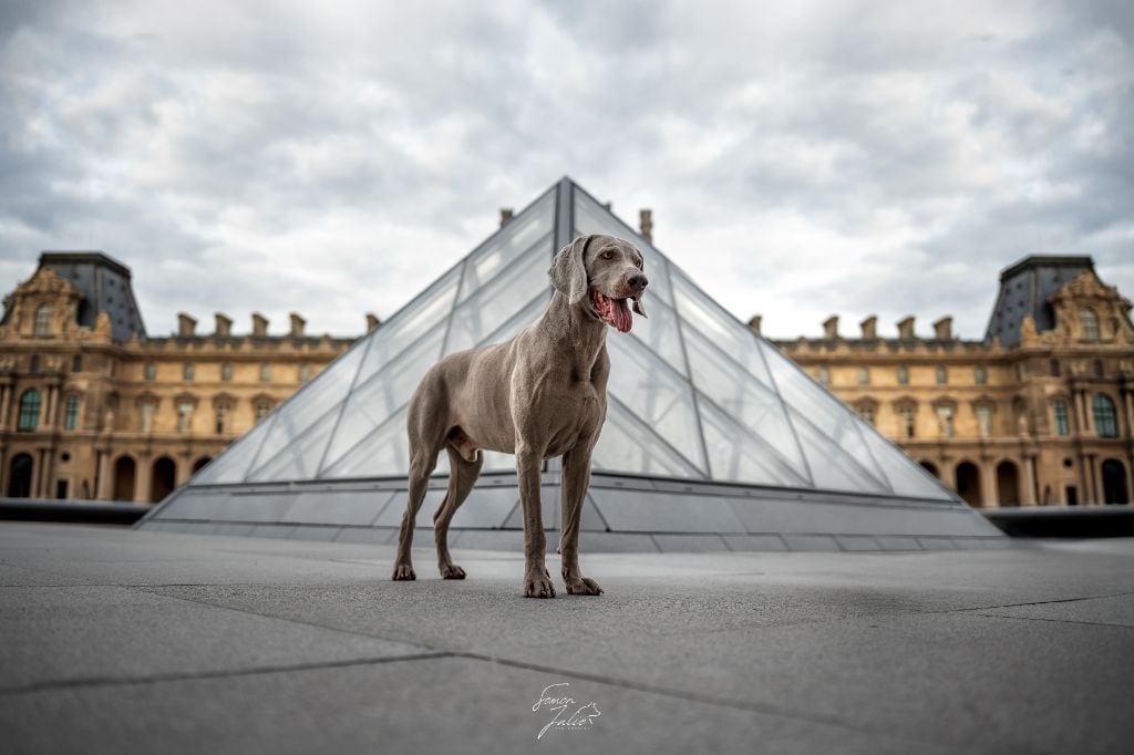 CH. Pharell De L'Ambre d'Espoir Des Hdf