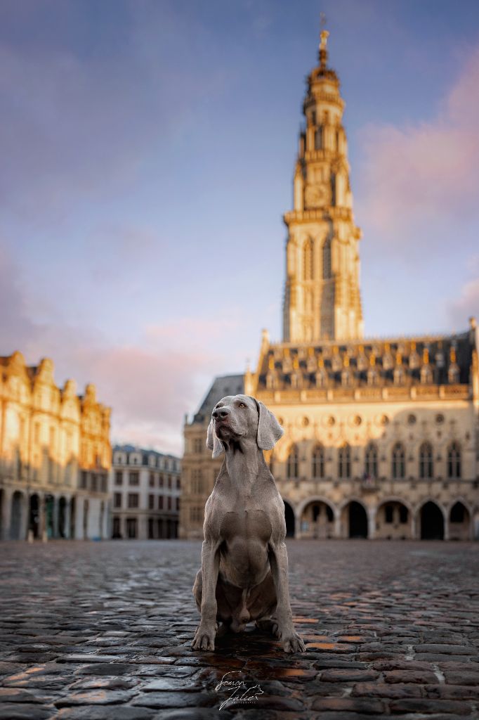 CH. Pharell De L'Ambre d'Espoir Des Hdf