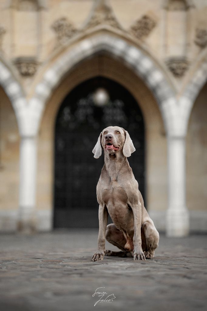 CH. Pharell De L'Ambre d'Espoir Des Hdf