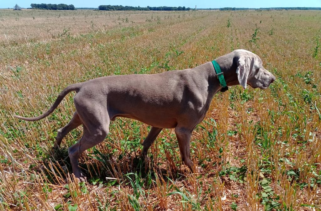 CH. The reign of asgard De L'Ambre d'Espoir Des Hdf