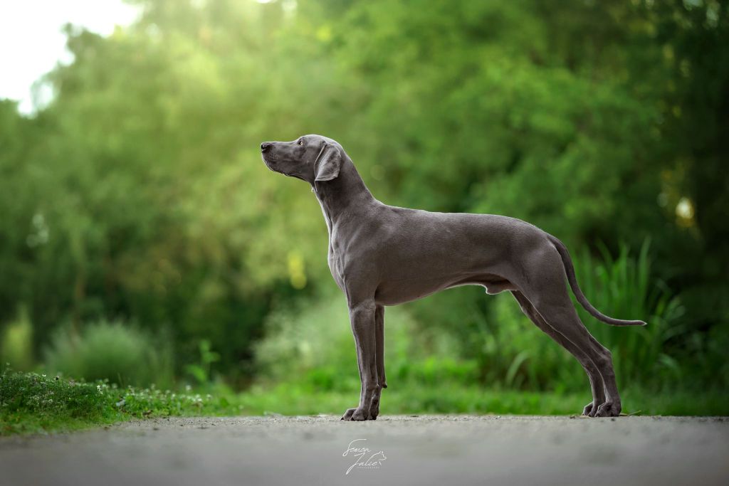 CH. The reign of asgard De L'Ambre d'Espoir Des Hdf