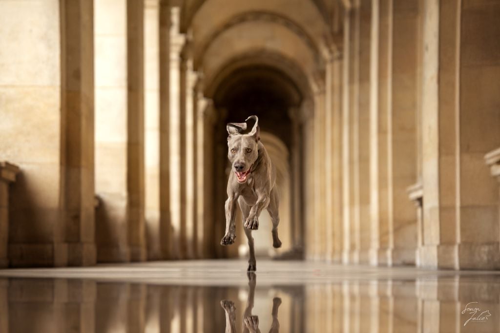 CH. Pharell De L'Ambre d'Espoir Des Hdf