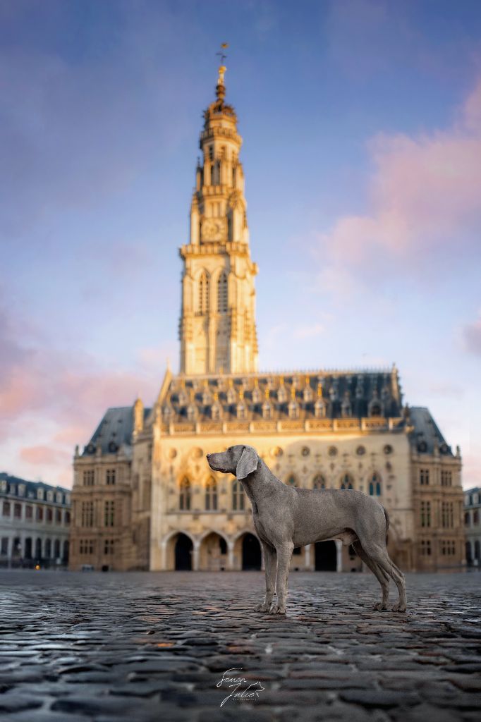 CH. Pharell De L'Ambre d'Espoir Des Hdf