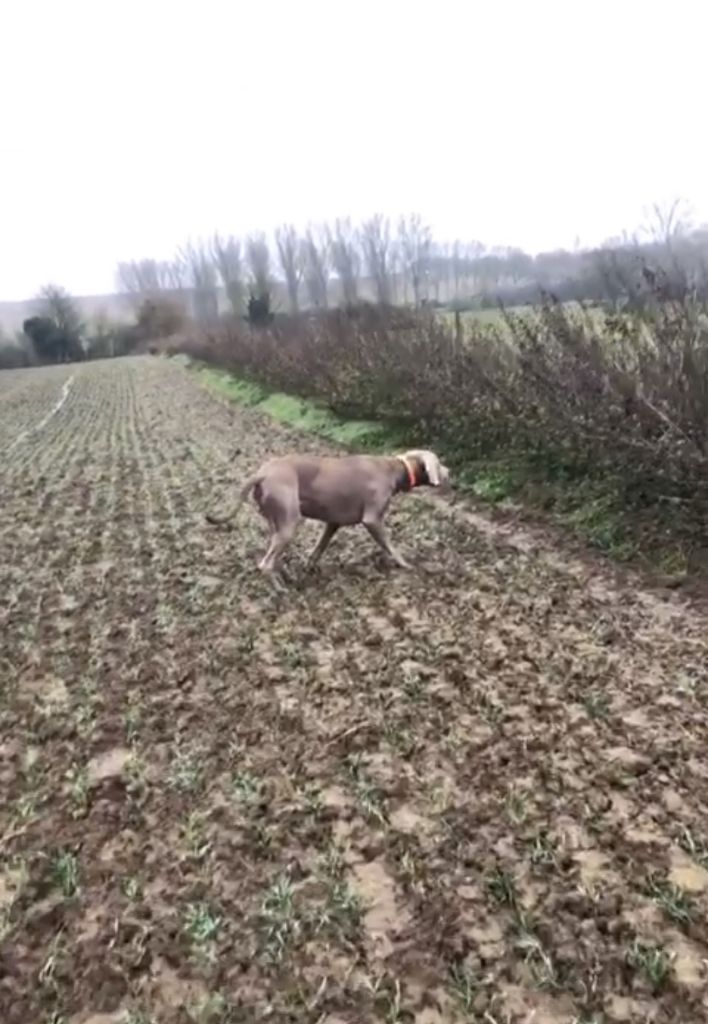 CH. Pharell De L'Ambre d'Espoir Des Hdf