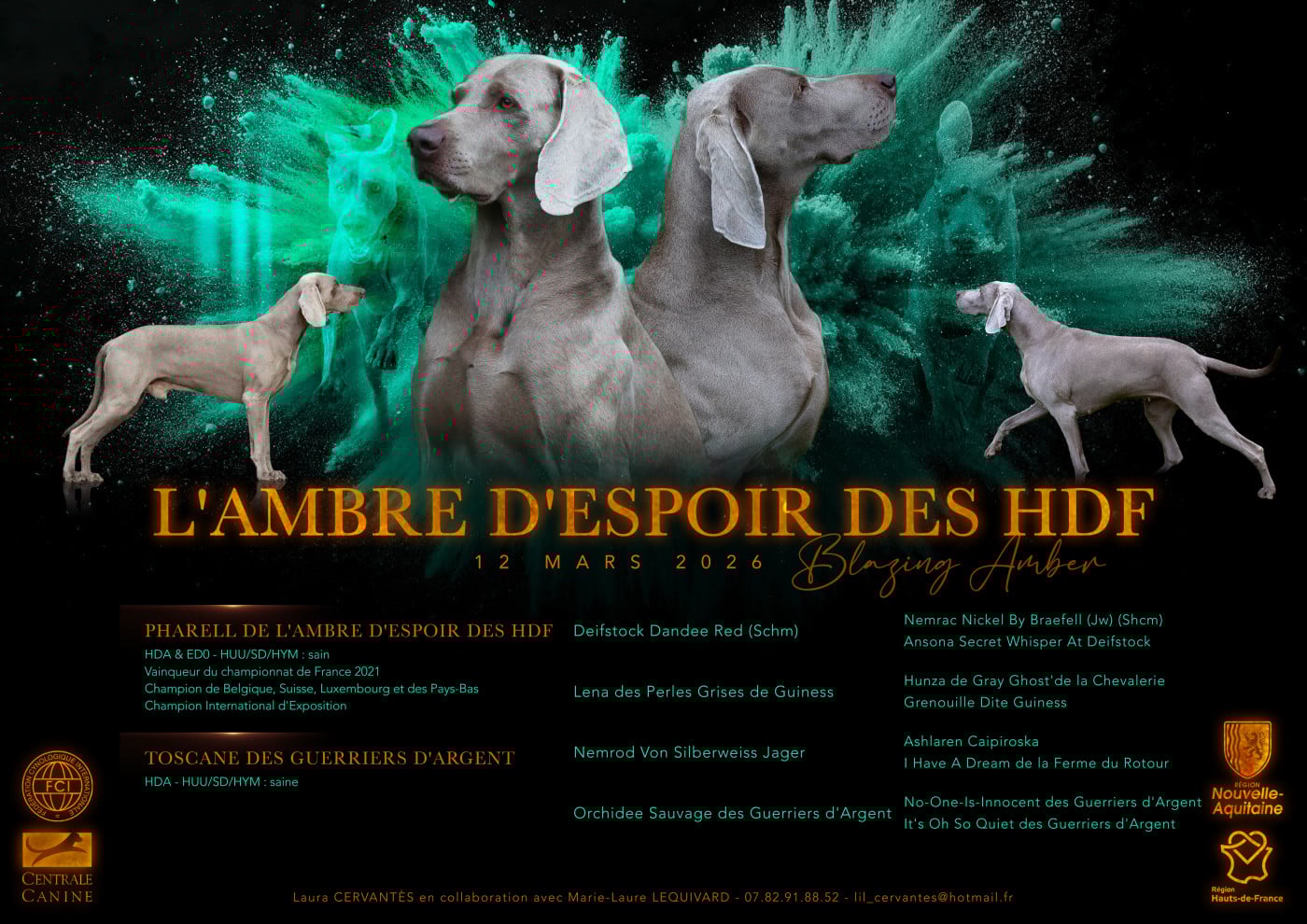 Braque de Weimar - De L'Ambre d'Espoir Des Hdf