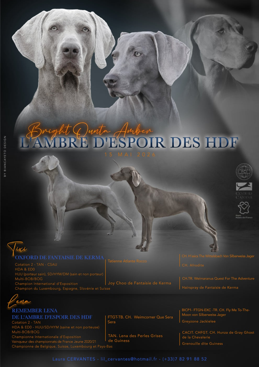 Braque de Weimar - De L'Ambre d'Espoir Des Hdf