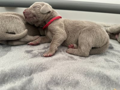 Les chiots de Braque de Weimar