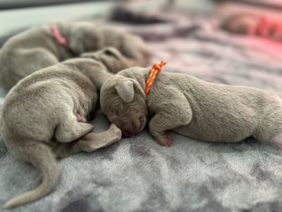 Les chiots de Braque de Weimar