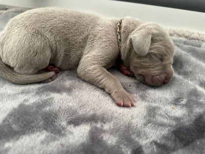 Les chiots de Braque de Weimar