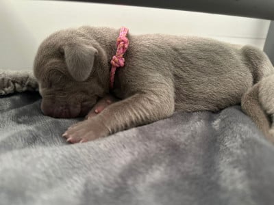 Les chiots de Braque de Weimar