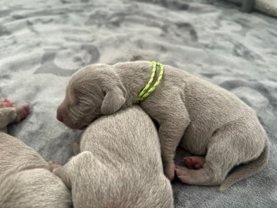 Les chiots de Braque de Weimar