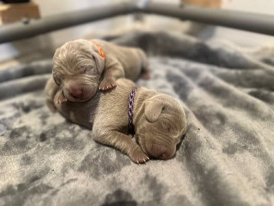 Les chiots de Braque de Weimar