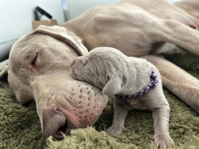 Les chiots de Braque de Weimar