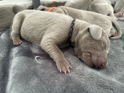 Les chiots de Braque de Weimar