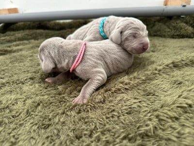 Les chiots de Braque de Weimar