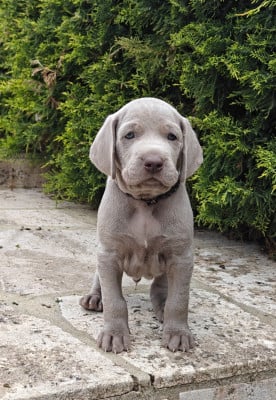 Les chiots de Braque de Weimar