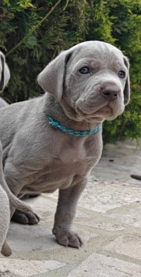 Les chiots de Braque de Weimar