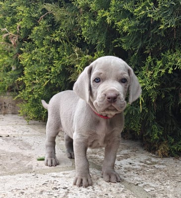 Les chiots de Braque de Weimar