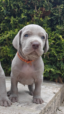 Les chiots de Braque de Weimar