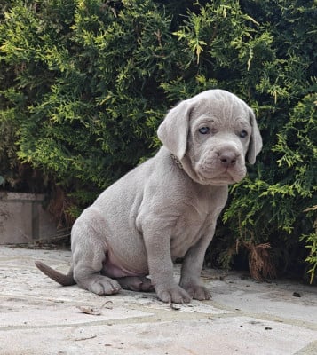 Les chiots de Braque de Weimar