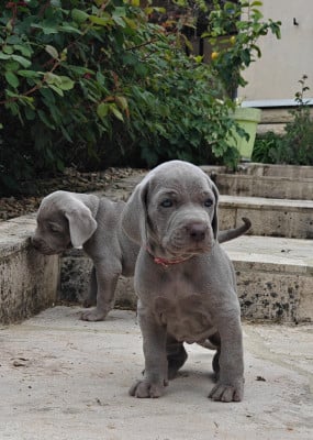 Les chiots de Braque de Weimar