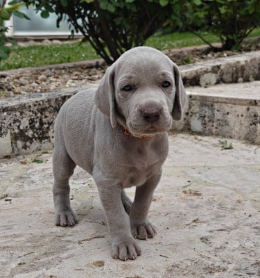 Les chiots de Braque de Weimar