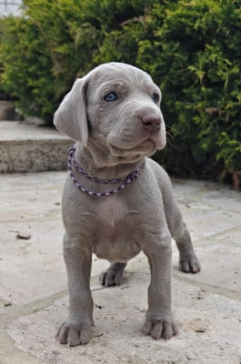 Les chiots de Braque de Weimar