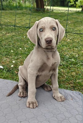 Les chiots de Braque de Weimar