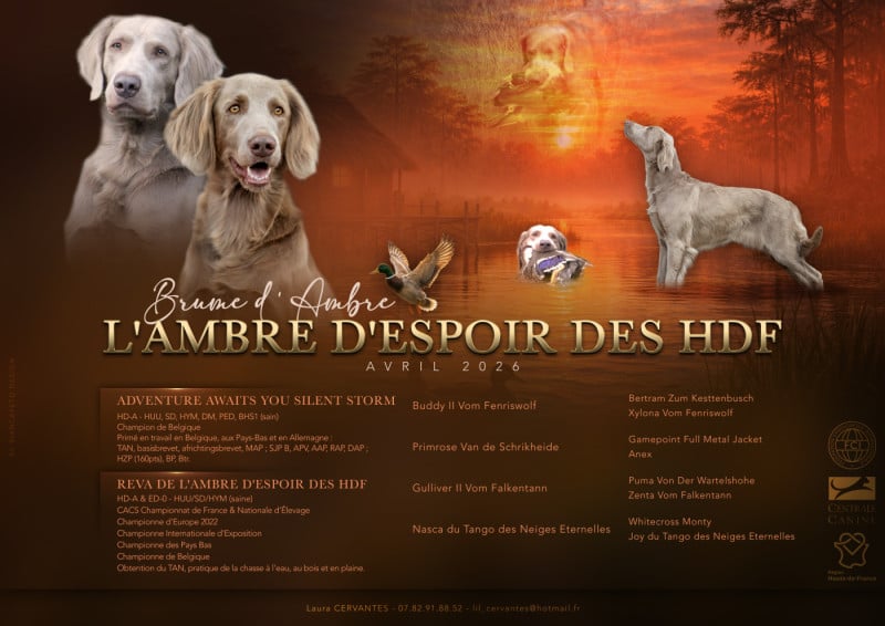 Braque de Weimar - De L'Ambre d'Espoir Des Hdf