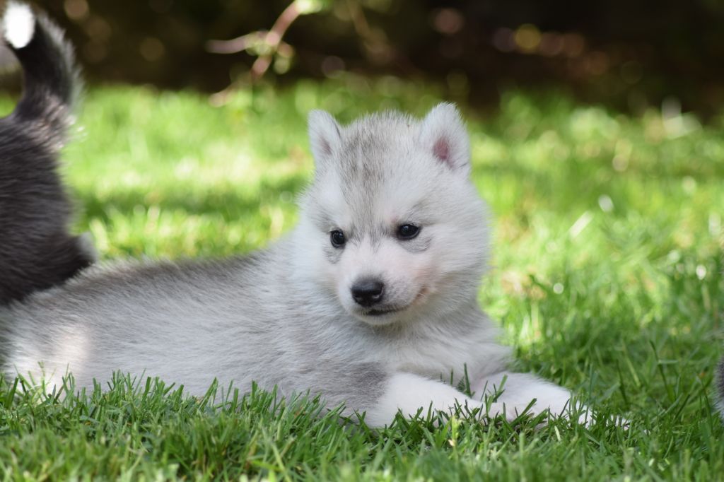 Mâle Gris - Siberian Husky