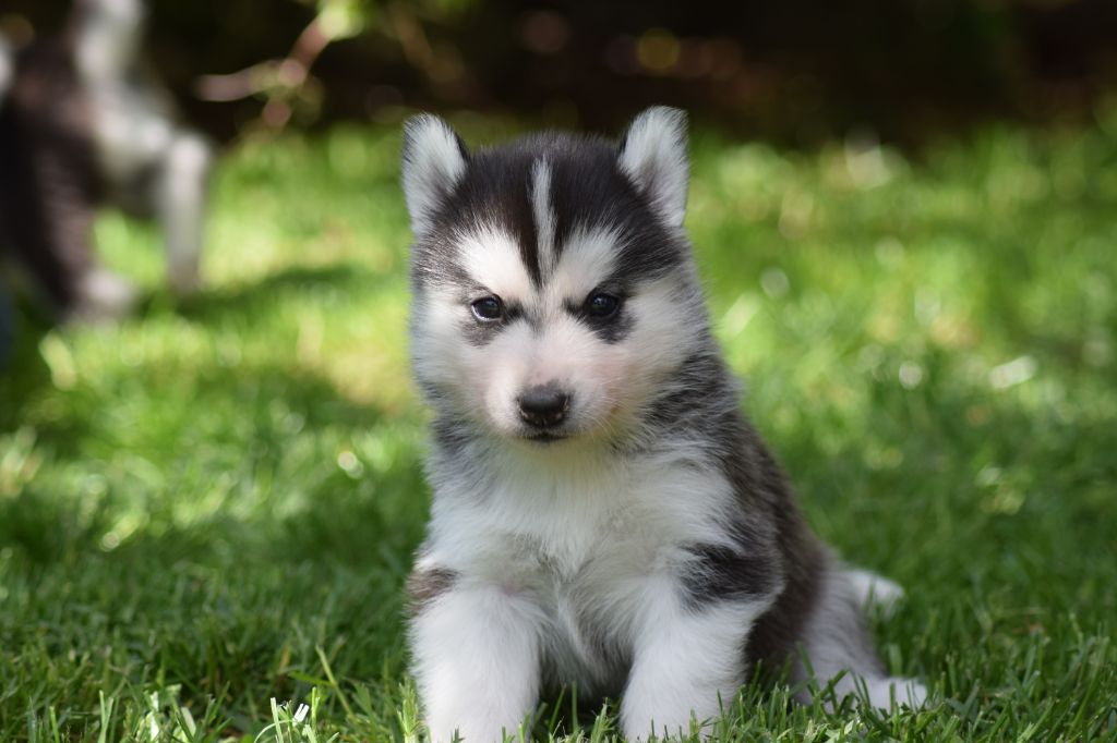 Mâle Noir 3 - Siberian Husky