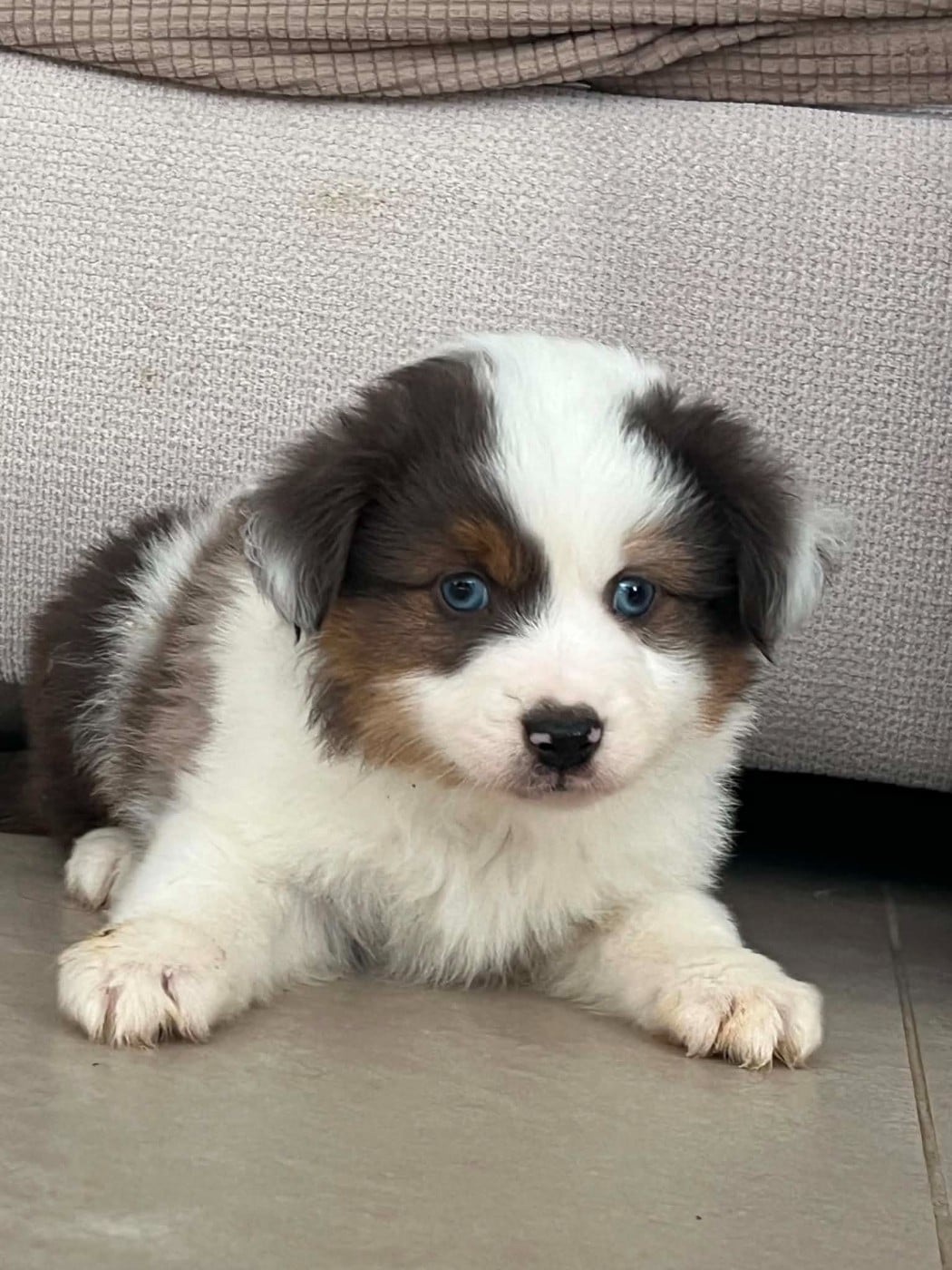 CHIOT MALE BLEU MERLE 2